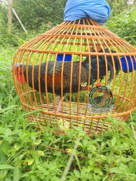 Jual ayam hutan hijau jinak ayam hutan hijau