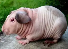 Marmut sekimi albino import jarang ada istimewa