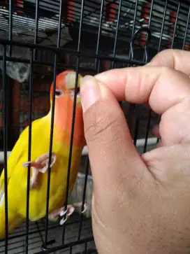 Lovebird NK Non Klep Lutino