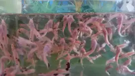 Lele albino 5-6 cm