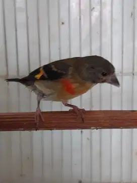 Red siskin clasic paud usia 2-3 bln