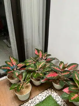 Aglonema Red Kochin