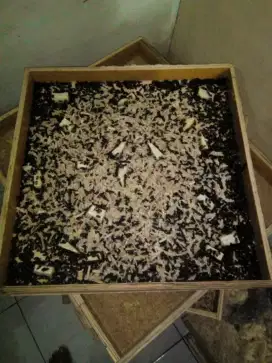 Kepik atau bibit ulat hongkong