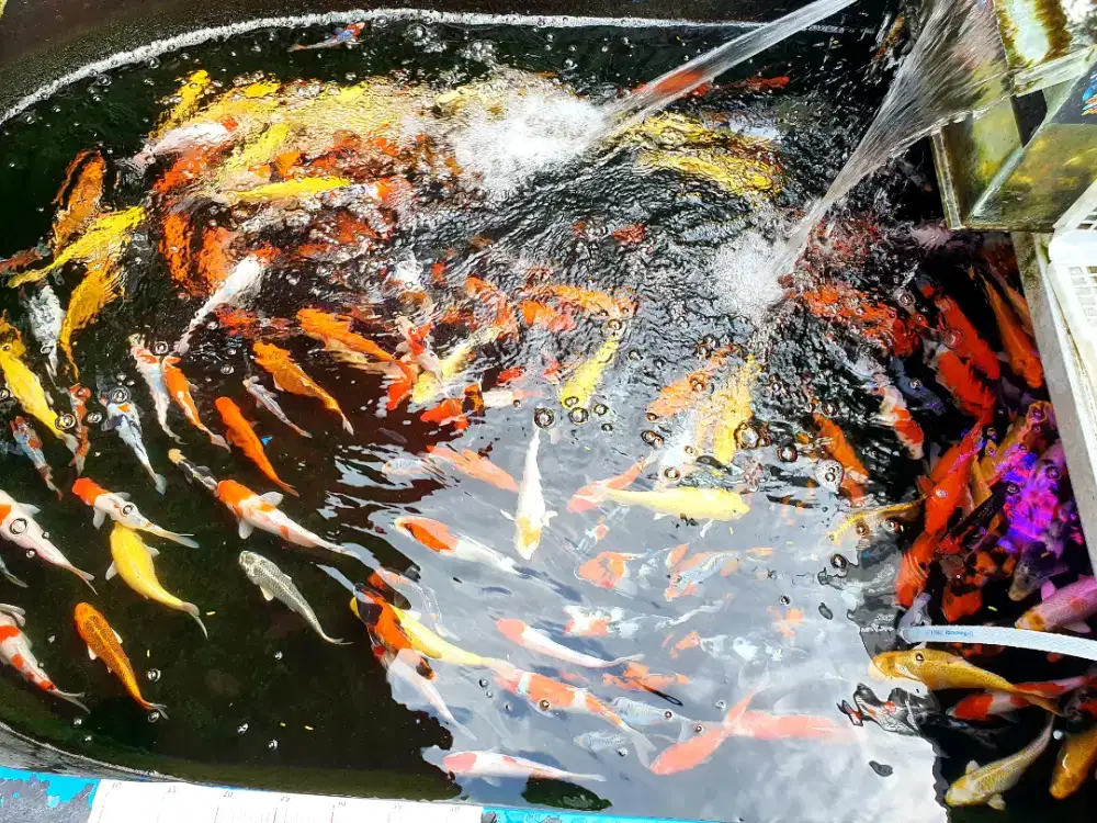 Terlaris Ikan Hias Koi Asli Blitar 100% 25-30CM Istimewa Untuk Kolam