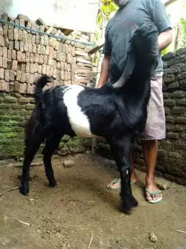 Kambing kendit jantan jumbo