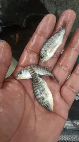 Bibit ikan nila