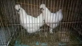 ayam kapas hias sepasang