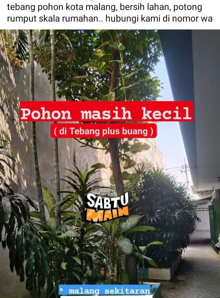 Tebang pohon plus dibersihkan