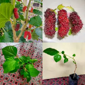 Bibit Tanaman mulberry pohon buah murbei tanaman murbai