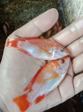 Ready bibit ikan nila merah hasil budidaya sendiri