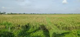 Di jual Tanah sawah pertanian di desa sukahurip sukatani kab bekasi