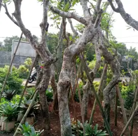 Pohon posisi Kamboja bali