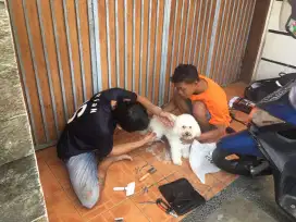 Mandi pet grooming panggilan house call anjing kucing styling salon