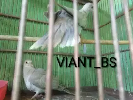 Burung puter lokal