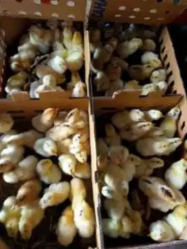 Doc ayam kampung petelur super/elba