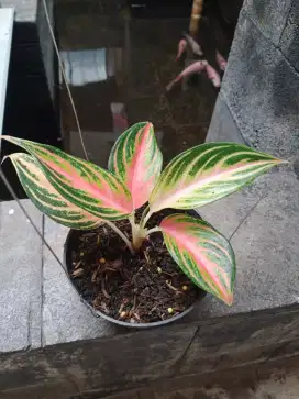 Aglonema pink sunset Rimbun, Sehat dan subur