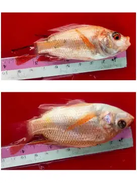 Bibit Ikan Nila Merah Bangkok Good Condition