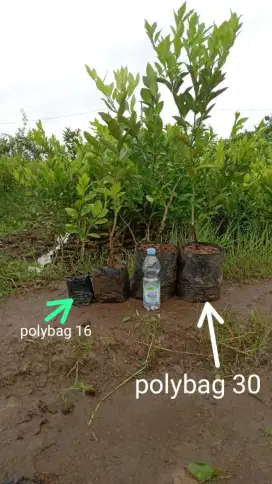 Bibit Jeruk Limo - Dekopon - Kip - Lemon - Cokun - Nagami - dll