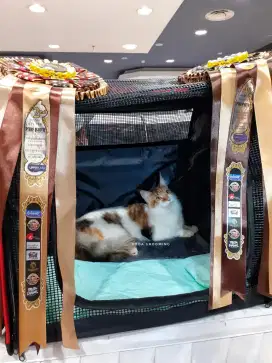 Grooming Kucing Panggilan