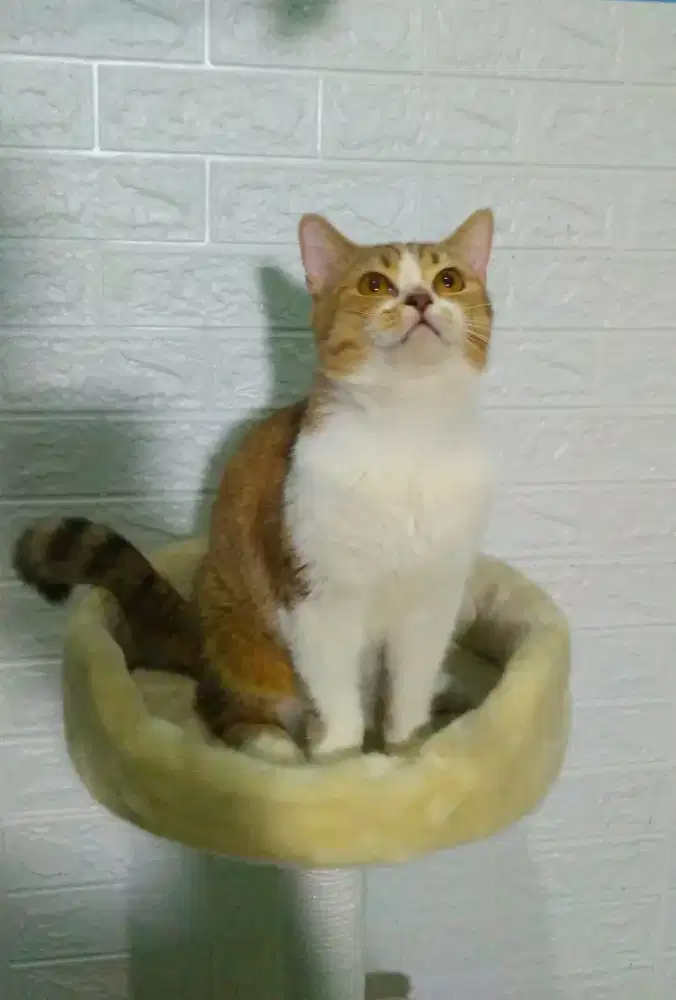 Grooming kucing panggilan