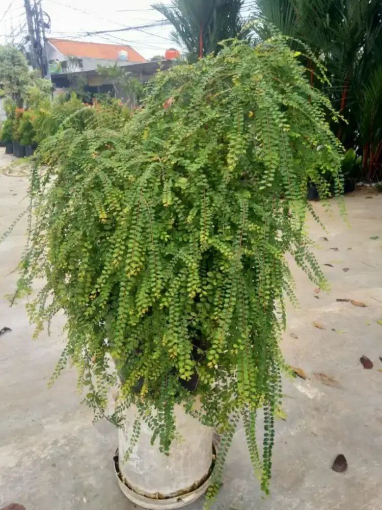 Pohon menjuntai EKOR MERAK (COD & free ongkir)