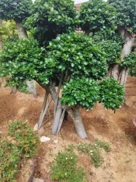 Petani pohon bonsay