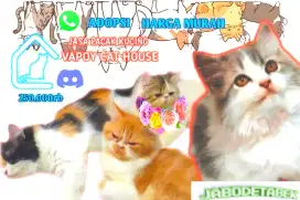 Jasa pacak kucing fleaknose