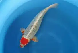 KOI IMPORT OGATA TANCHO KUJAKU SIZE 65CM