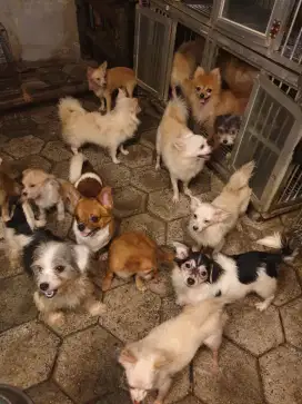 Mini dog ras kecil