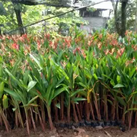 pisang Pisangan helikonia