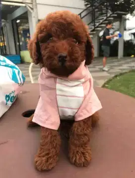 red poodle berkualitas