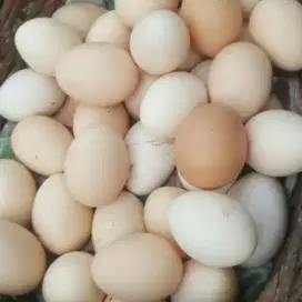 TELUR AYAM KAMPUNG