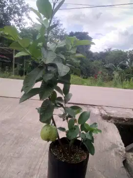Pohon jambu crystal