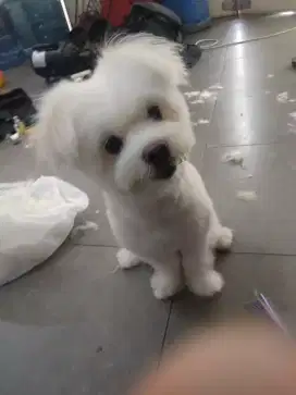 Termurah jasa grooming petshop anjing kucing panggilan mandi groomer