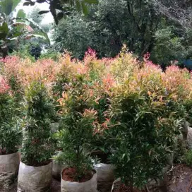 Pucuk merah 1 meter