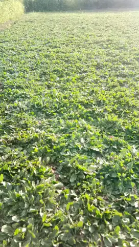 Rumput Gajah Mini & Varigata