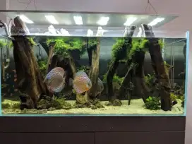 Aquarium aquascape berbagai macam tema