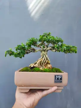 Bonsai Sancang Siap Pajang