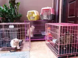 kucing penitipan kucing kelinci hamster sutos