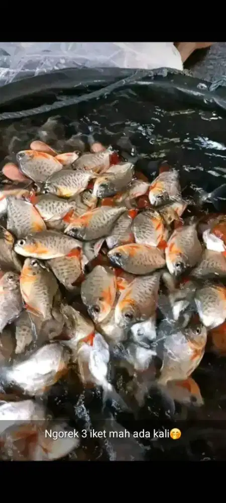 Jual bibit ikan bawal