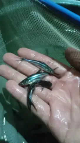 Bibit ikan patin ukur 5 bak sortir