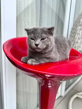 Scottish fold blue solid jantan