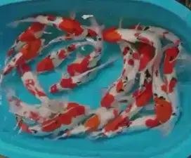 PUSAT IKAN KOI BLITAR JABODETABEK