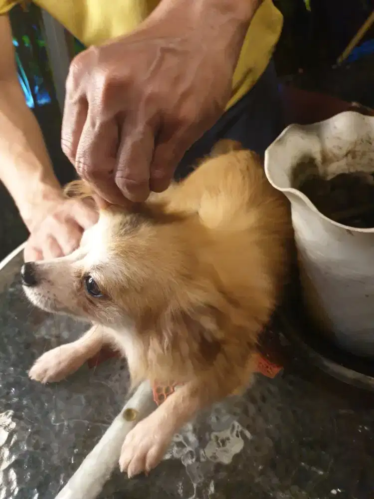 Dog ras mini kecil fs