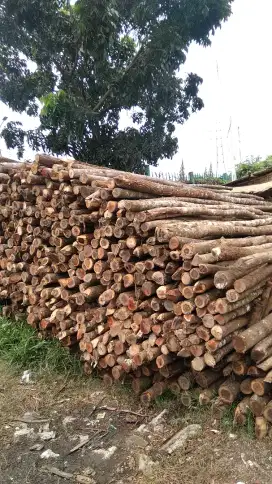 Jual bambu steger dan kaso