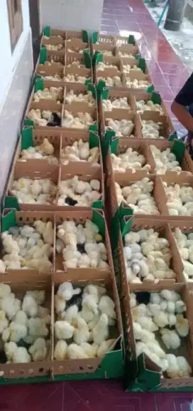 doc ayam broiler