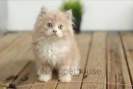 Kitten Kucing Persia longhair medium flatnose himalaya ragdoll 104
