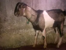 kambing tuk aqiqah / nazar di FAQIH AQIQAH