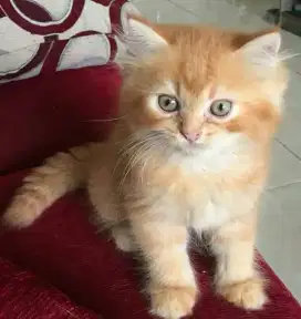 Kitten persia flatnose murni siap adopsi