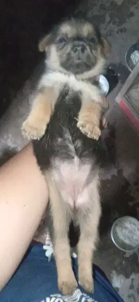 Anak anjing Chihuahua mix mini Pomerian betina